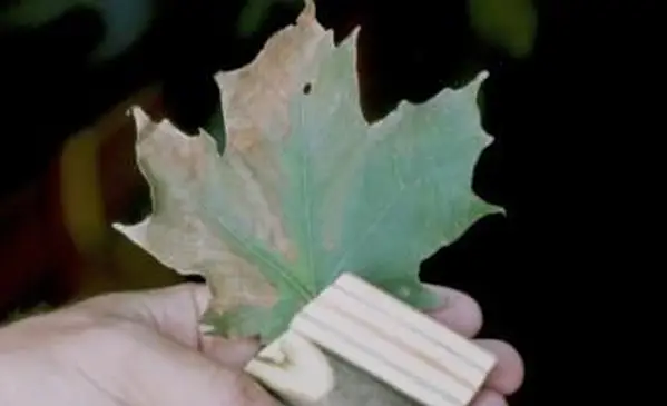 단풍 나무 시들음 사진 : William Jacobi, Colorado State University, Bugwood.org-자세한 내용은 http://www.forestryimages.org/browse/detail.cfm?imgnum=5366744#sthash.AKfsoDP4.dpuf