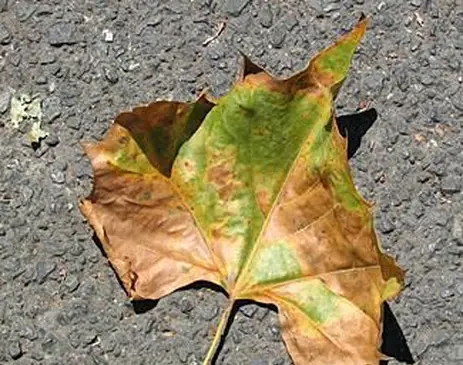 Maple anthracnose 1 사진 : Paul Bachi, University of Kentucky Research and Education Center, Bugwood.org http://www.forestryimages.org/browse/detail.cfm?imgnum=5405287