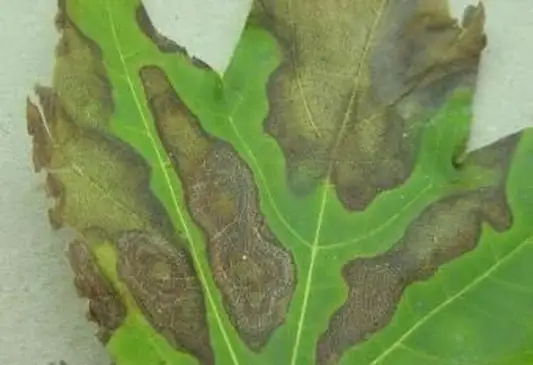 탄저병 사진 : 켄터키 대학교 연구 및 교육 센터, Bugwood.org http://www.forestryimages.org/browse/detail.cfm?imgnum=5405253