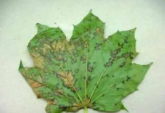 죽은 잎에 타르 반점