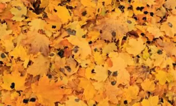 메이플 타르 스팟 사진 : Steven Katovich, USDA 산림청, Bugwood.org http://www.forestryimages.org/browse/detail.cfm?imgnum=5202068