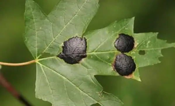 메이플 타르 반점 사진 Andrej Kunca, 슬로바키아 국립 산림 센터, Bugwood.org http://www.forestryimages.org/browse/detail.cfm?imgnum=1415238
