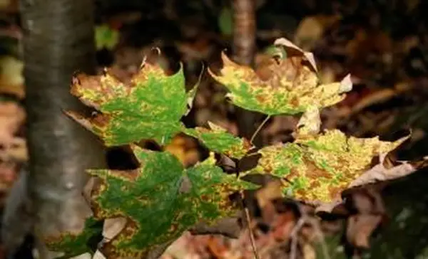 단풍 나무 질병