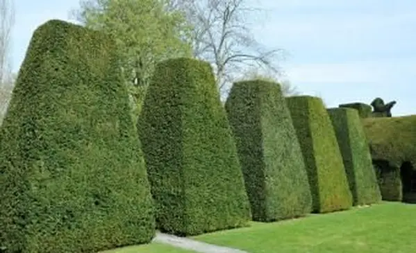 Tasso alberi topiaria da giardino formale