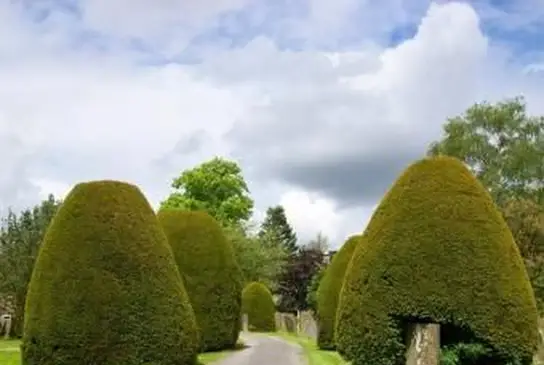 arbusti di tasso topiaria