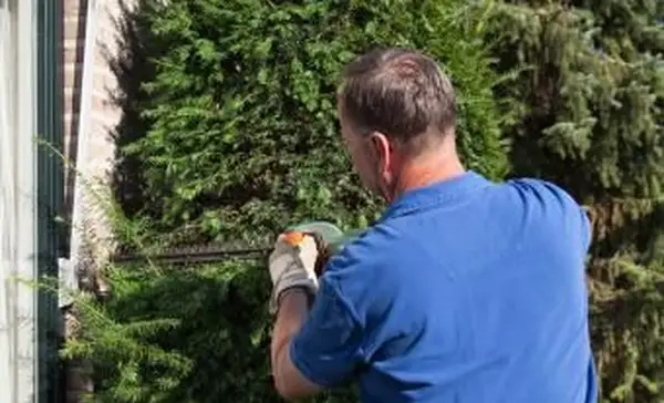 Uomo che pota il tasso nel cortile