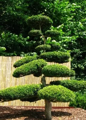 Albero di tasso giapponese tagliato