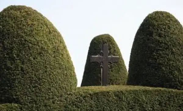 Tasso europeo con croce