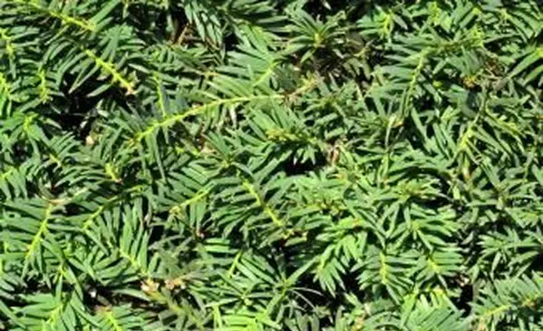 Primo piano di siepe di tasso di foglie