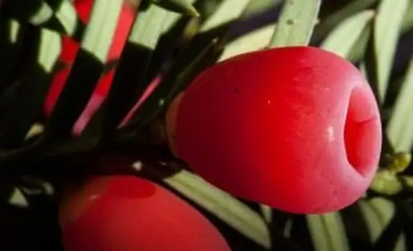 yew-berry.webp