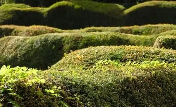 Siepi arrotondate di tasso