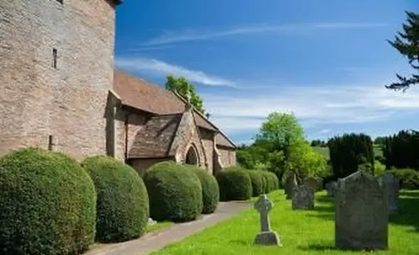 Alberi di tasso tagliati tondi