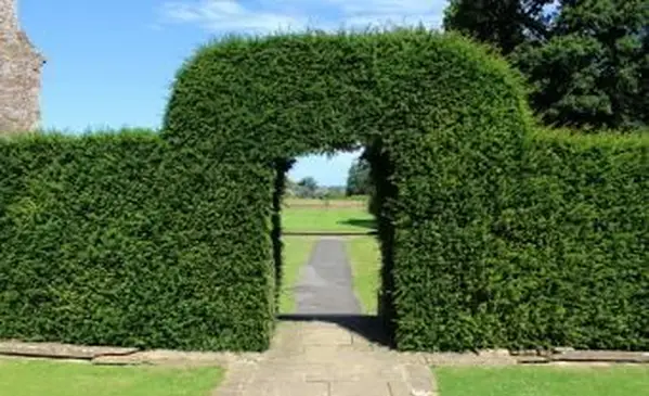 Arco topiaria da tasso in giardino