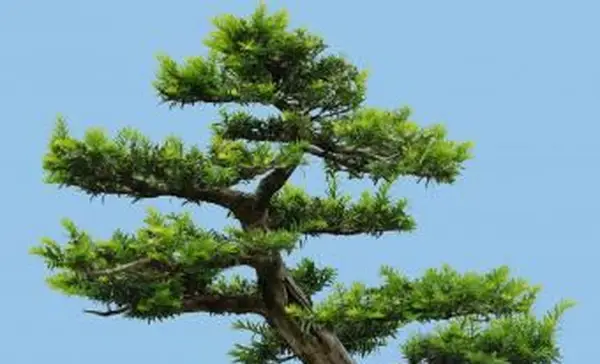 Bonsai di tasso tagliato