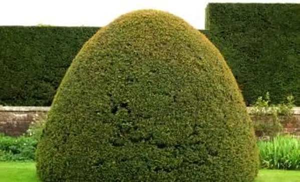 Tasso tagliato a forma di cupola