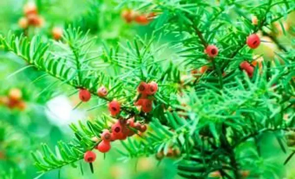 Rami di tasso con bacche rosse