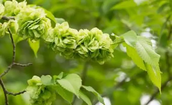 봄 날에 Wych Elm 지점