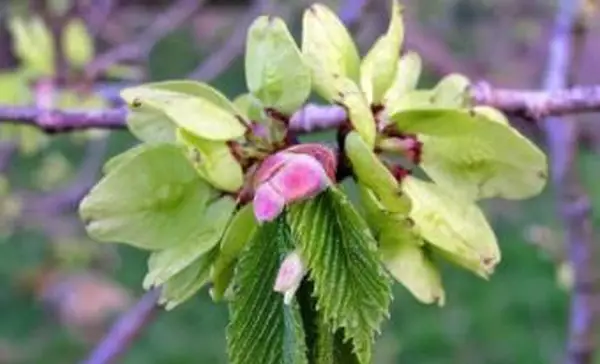 Wych Elm의 잎과 열매