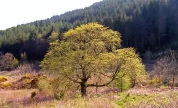 꽃에 성숙한 Wych 느릅 나무