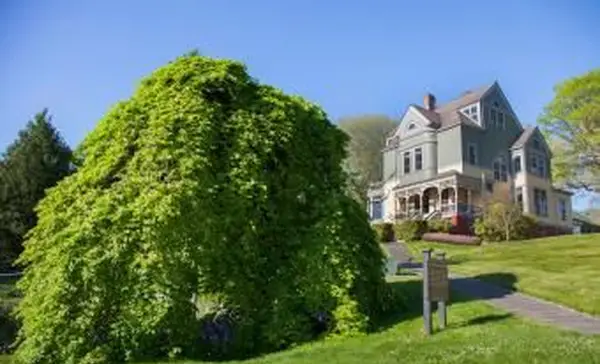 1875 년에 심은 오래된 Wych 느릅 나무