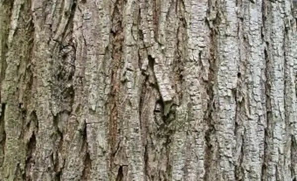 위치 느릅 나무 껍질