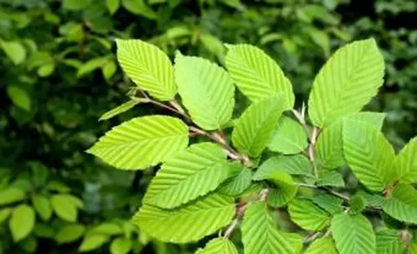 녹색 느릅 나무 잎 근접 촬영