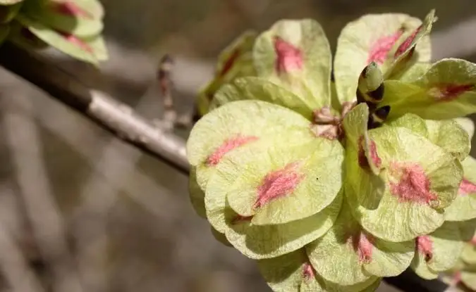 분기에 Wych 느릅 나무의 씨앗