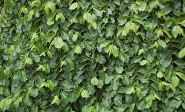 Wych Elm (Ulmus Glabra) 잎