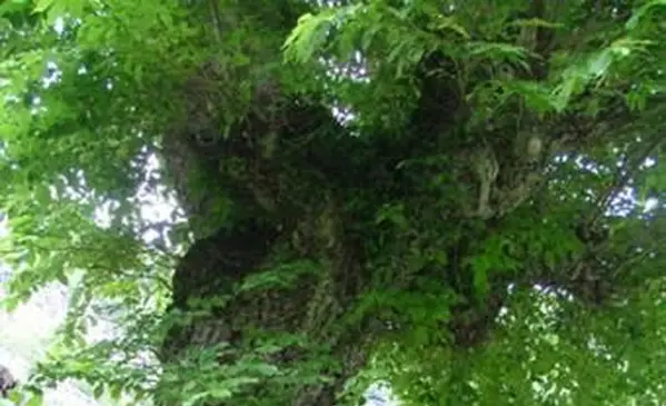 오래 된 Wych 느릅 나무 나무