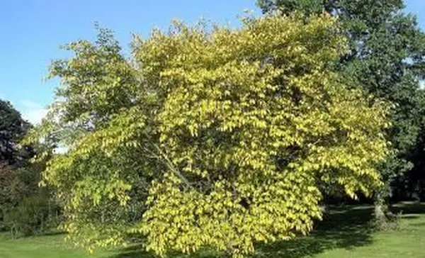 골든 위치 느릅 나무