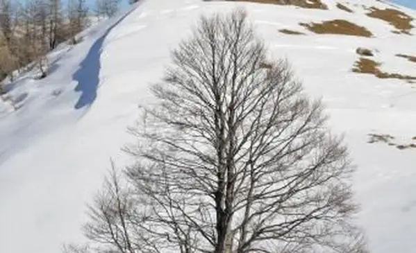 겨울에 그레이트 Wych 느릅 나무