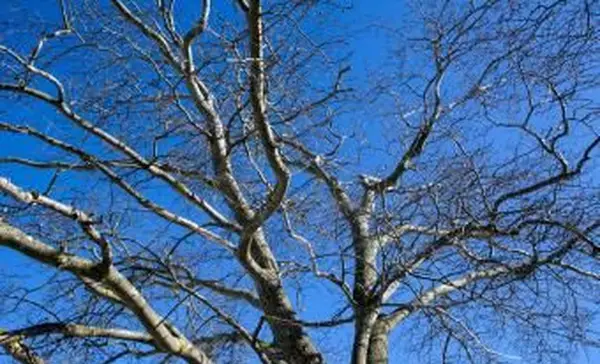 푸른 하늘에 대 한 Wych 느릅 나무 나무