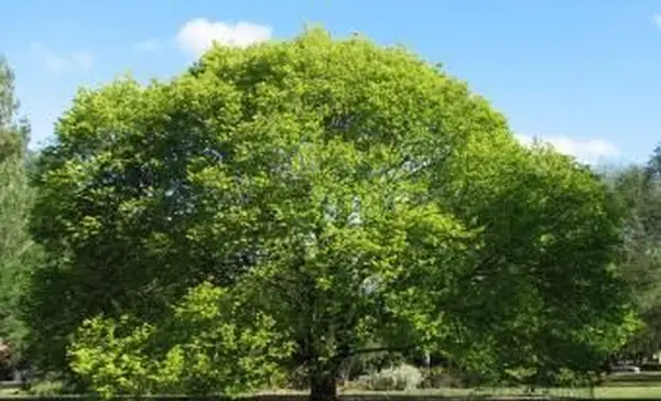 Wych 느릅 나무 나무