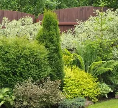 תמונה של גינה מטופחת