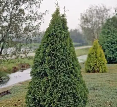 חבילת זרעי SANHOC: Thuja Emerald