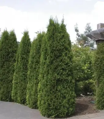 Thuja Emerald Green occidentalis Arborvitae