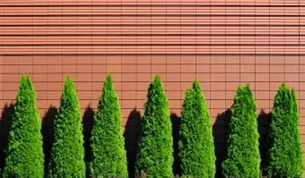 עובדות וטיפול בירוק ירוק אמרלד