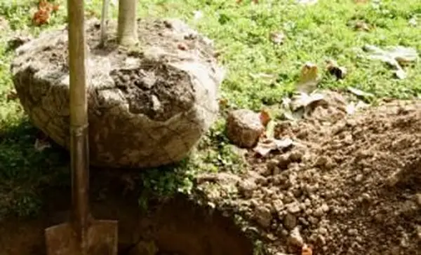 Piantagione di querce