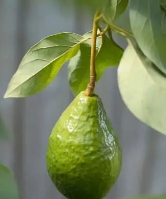 Cómo cultivar un árbol de aguacate