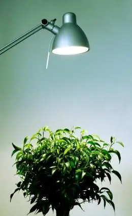 Ficus sob uma luz crescente
