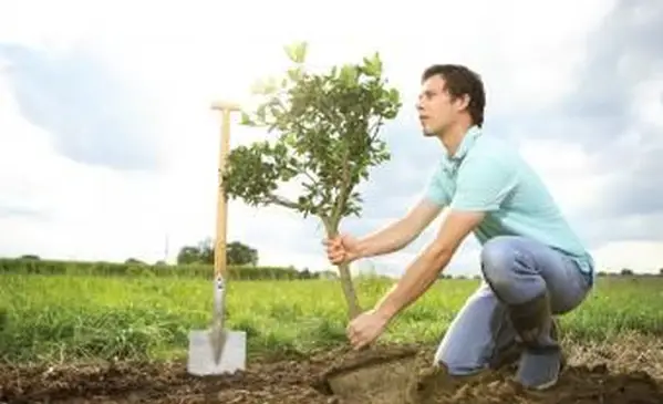 plantando uma ficus do lado de fora