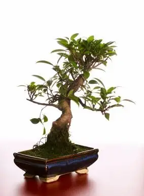 ficus bonsai