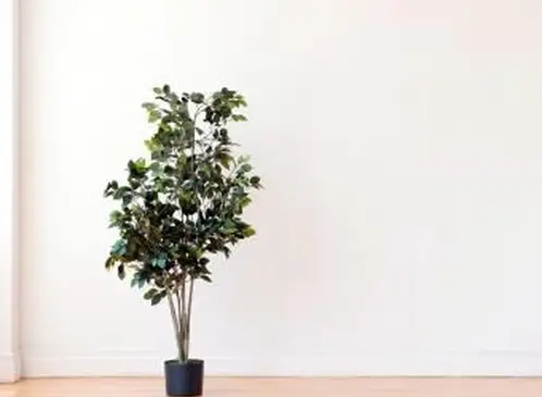 Starostlivosť o strom Ficus