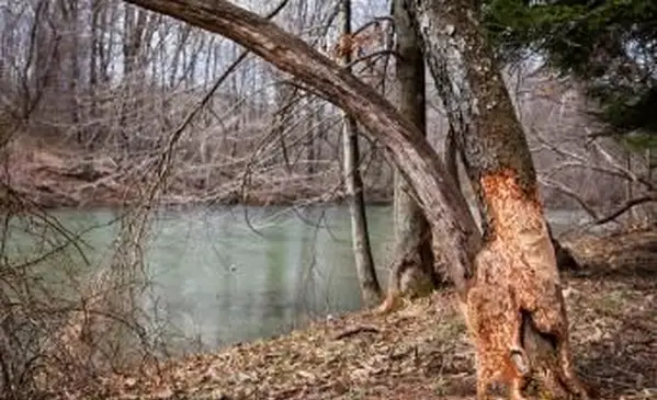 Réparer un arbre ceinturé