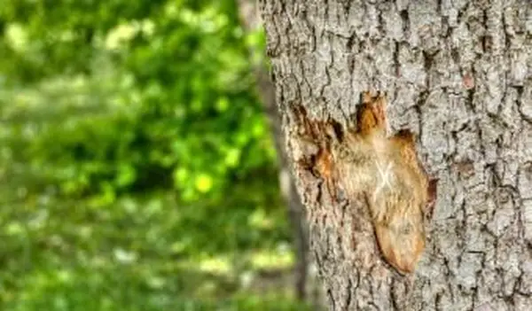 Comment sauver un arbre avec de l'écorce endommagée