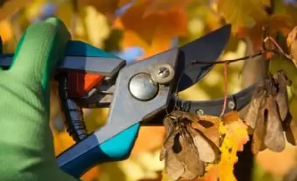 cesoie che potano alberi