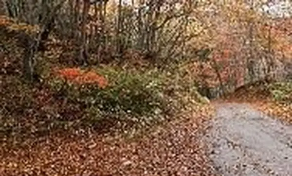 O que faz as plantas perderem as folhas no outono