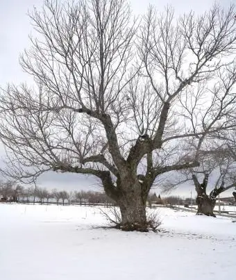 עץ ערמונים בחורף