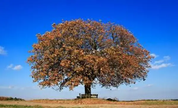 עץ ערמונים גדול בסתיו