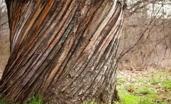 קליפת גזע עץ ערמונים ישנה גדולה